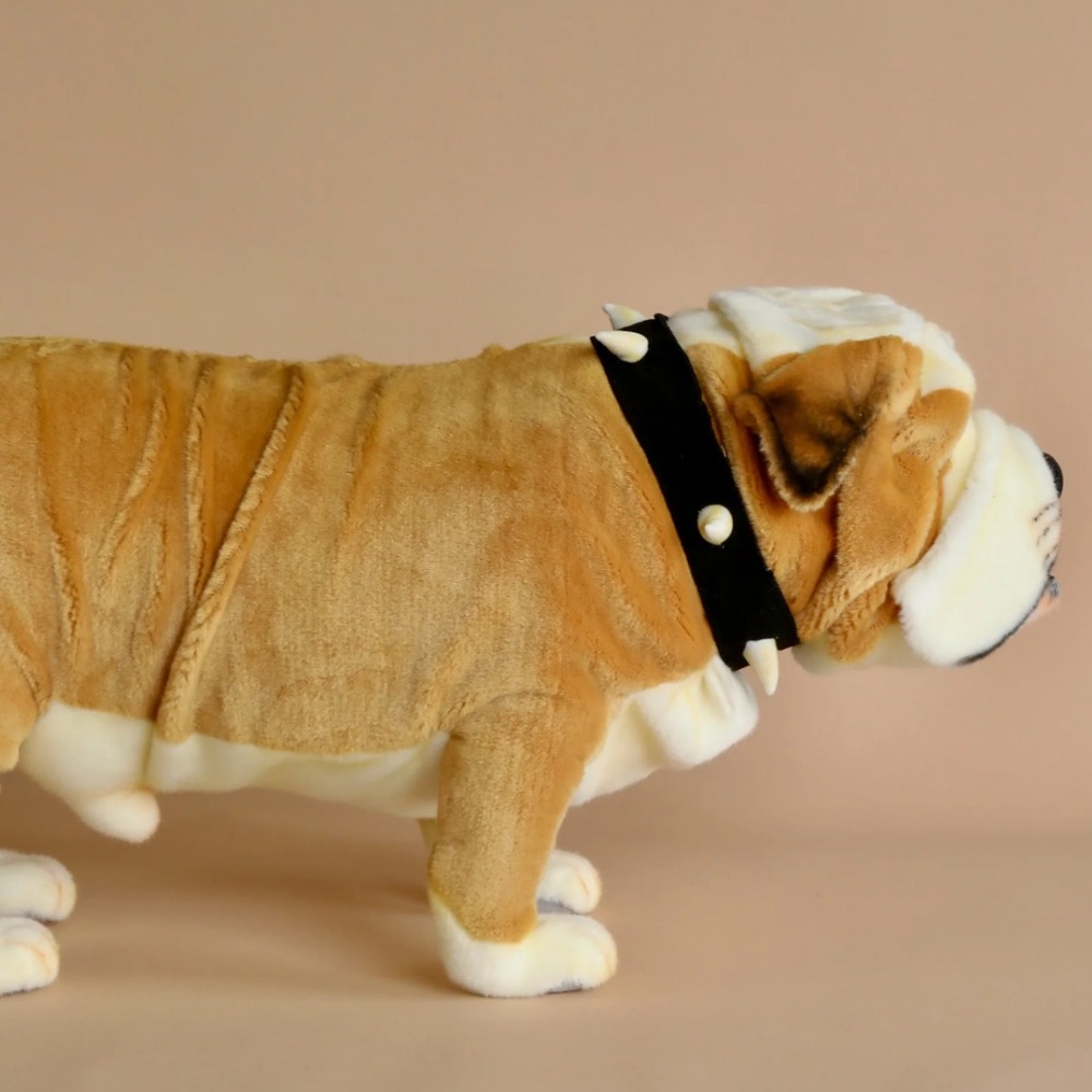 Odin Parker Bulldog - Picture 2 of 7